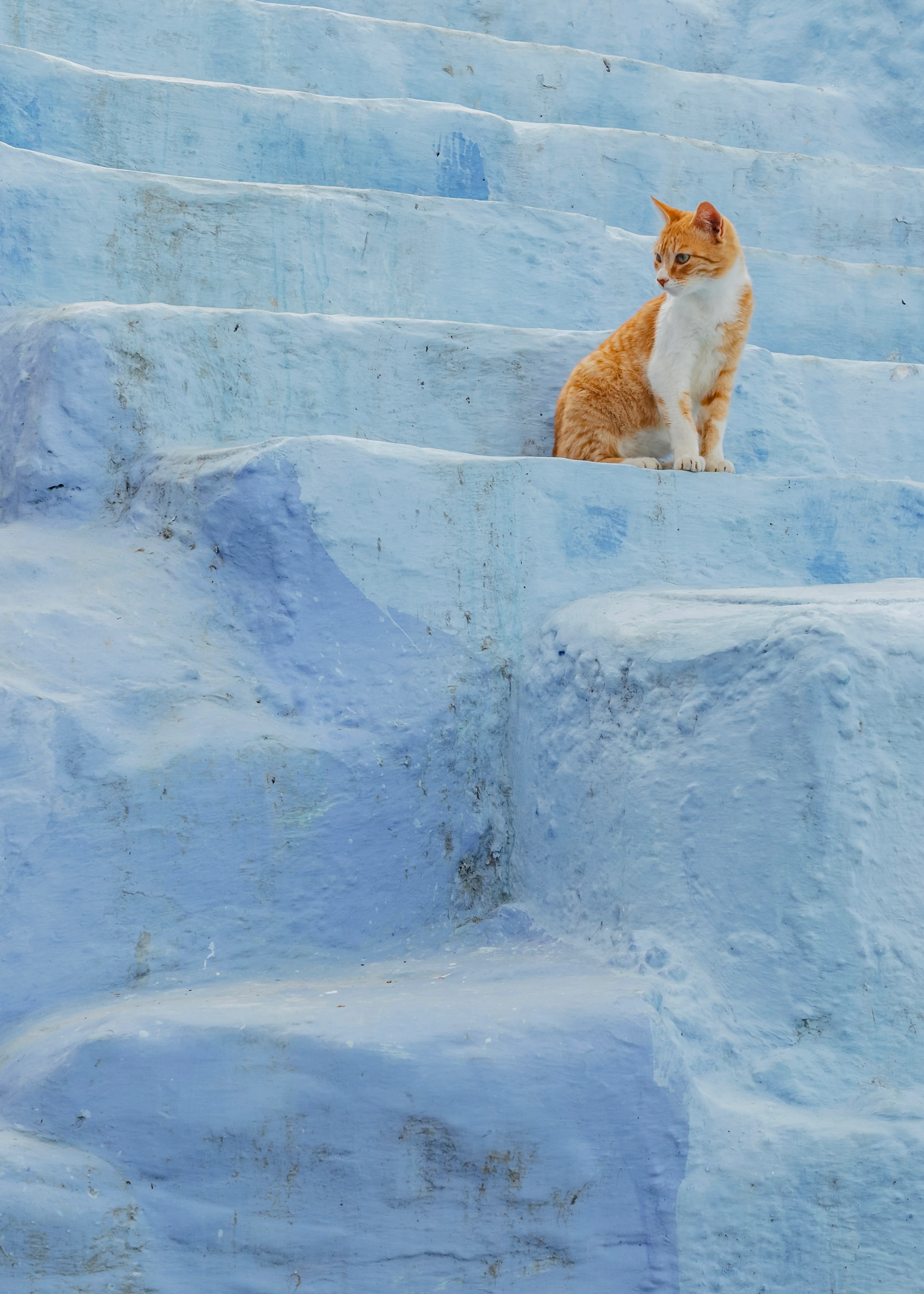 Orangefarbene Katze auf den charakteristischen blauen Treppen von Chefchaouen in Marokko, der berühmten Blauen Stadt im Rif-Gebirge.